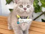 Biblo Surat Lilac British Shorthair Erkeğimiz