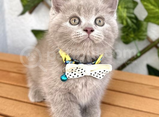 Biblo Surat Lilac British Shorthair Erkeğimiz