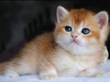 Show Kalite British Shorthair Golden Yavrular