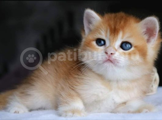 Show Kalite British Shorthair Golden Yavrular görsel