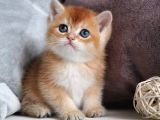Show Kalite British Shorthair Golden Yavrular