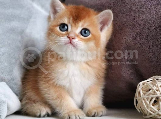 Show Kalite British Shorthair Golden Yavrular görsel