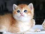 Show Kalite British Shorthair Golden Yavrular