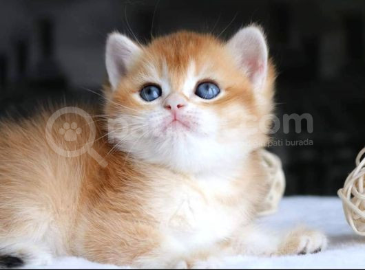 Show Kalite British Shorthair Golden Yavrular görsel