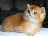 Show kalite british shorthair golden yavrular