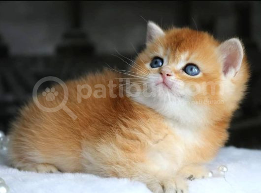 Show Kalite British Shorthair Golden Yavrular