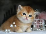 Show Kalite British Shorthair Golden Yavrular