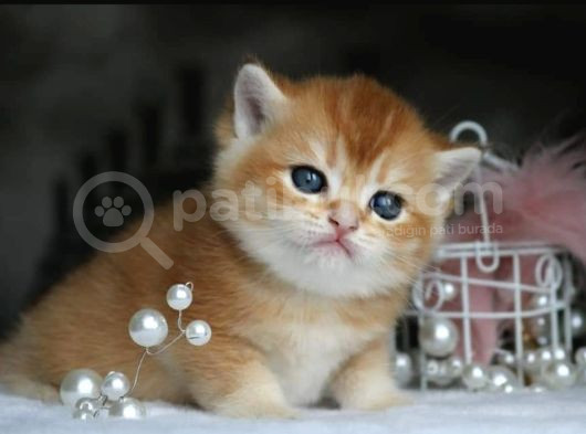 Show Kalite British Shorthair Golden Yavrular görsel