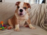 ORİJİNAL IRK ENGLİSH BULLDOG BEBEKLERİM
