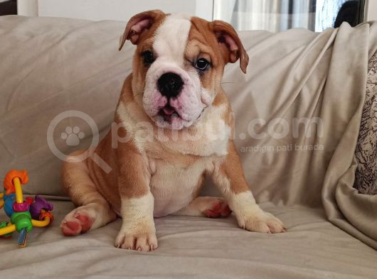 Ori̇ji̇nal Irk Engli̇sh Bulldog Bebekleri̇m