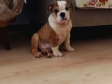 Ori̇ji̇nal Irk Engli̇sh Bulldog Bebekleri̇m