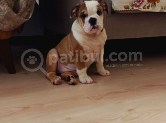 Ori̇ji̇nal Irk Engli̇sh Bulldog Bebekleri̇m görsel