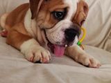 Ori̇ji̇nal Irk Engli̇sh Bulldog Bebekleri̇m