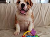 Ori̇ji̇nal Irk Engli̇sh Bulldog Bebekleri̇m