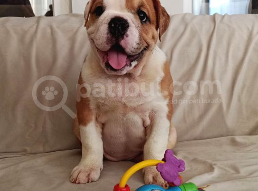 Ori̇ji̇nal Irk Engli̇sh Bulldog Bebekleri̇m görsel