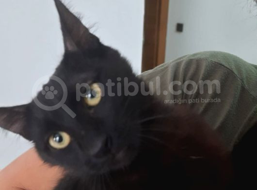 Oyuncu Bombay görsel