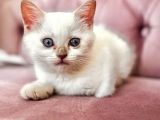 Çok Sevi̇mli̇ British  Shorthair Blue Poi̇nt Kedi̇leri̇mi̇z