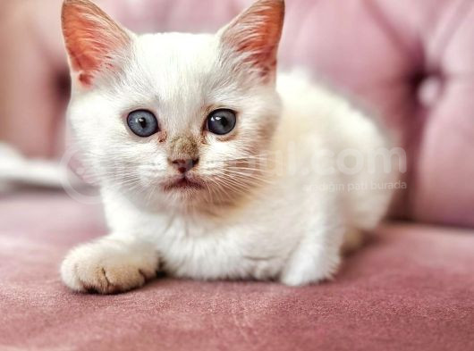 Çok Sevi̇mli̇ British  Shorthair Blue Poi̇nt Kedi̇leri̇mi̇z görsel