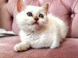 ÇOK SEVİMLİ BRITISH  SHORTHAIR BLUE POİNT KEDİLERİMİZ