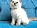 Çok Sevi̇mli̇ British  Shorthair Blue Poi̇nt Kedi̇leri̇mi̇z