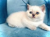Çok Sevi̇mli̇ British  Shorthair Blue Poi̇nt Kedi̇leri̇mi̇z