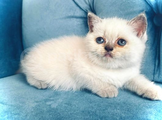 Çok Sevi̇mli̇ British  Shorthair Blue Poi̇nt Kedi̇leri̇mi̇z görsel