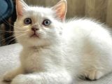 Çok Sevi̇mli̇ British  Shorthair Blue Poi̇nt Kedi̇leri̇mi̇z
