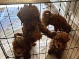 Toy Poodle Yavrulari