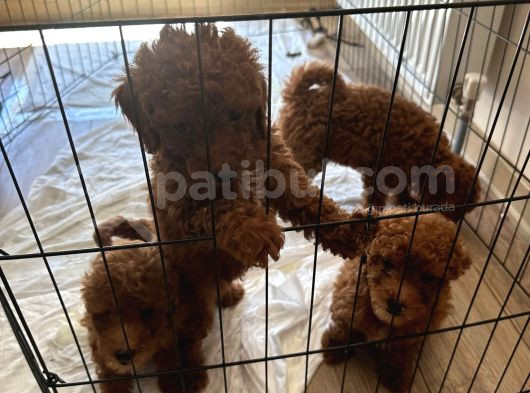 Toy Poodle Yavrulari görsel
