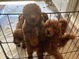 Toy Poodle Yavrulari