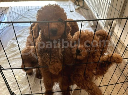 Toy Poodle Yavrulari görsel