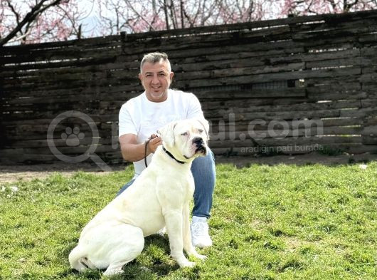 Asalet Krali Scr Li̇ Ameri̇can Bulldog görsel