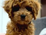 Red braw kıpkırmızı ev üretimi TOOY POODLE 