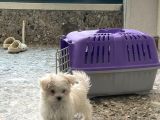 Safkan Maltese Yavrular Her Yere Gönderilir