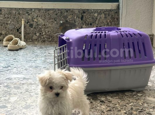 Safkan Maltese Yavrular Her Yere Gönderilir görsel