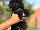Orjinal Siyah Toy Poodle Yavrularımız