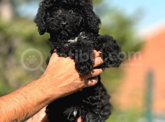 Orjinal Siyah Toy Poodle Yavrularımız görsel