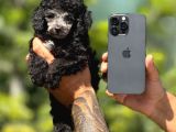 Silver Renk Toy Poodle