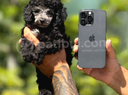 Silver Renk Toy Poodle görsel