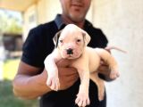 Asalet Krali Scr Li̇ Ameri̇can Bulldog