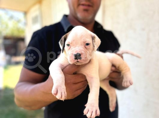 Asalet Krali Scr Li̇ Ameri̇can Bulldog görsel
