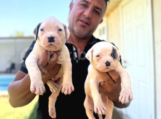 Asalet Krali Scr Li̇ Ameri̇can Bulldog