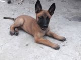Malinois Yavrular Her Yere Gönderilir