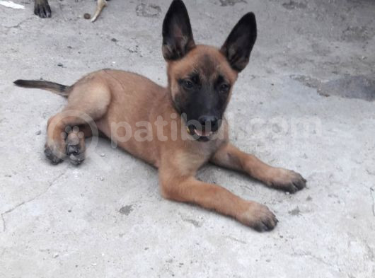 Malinois Yavrular Her Yere Gönderilir görsel