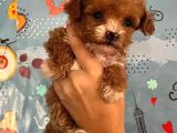 Poodle Kalitesinde Maltipoo Yavrular Her Yere Gönderilir