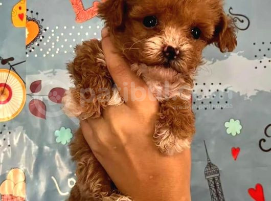 Poodle Kalitesinde Maltipoo Yavrular Her Yere Gönderilir