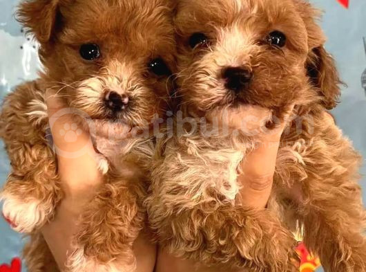 Poodle Kalitesinde Maltipoo Yavrular Her Yere Gönderilir görsel