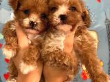 Poodle Kalitesinde Maltipoo Yavrular Her Yere Gönderilir