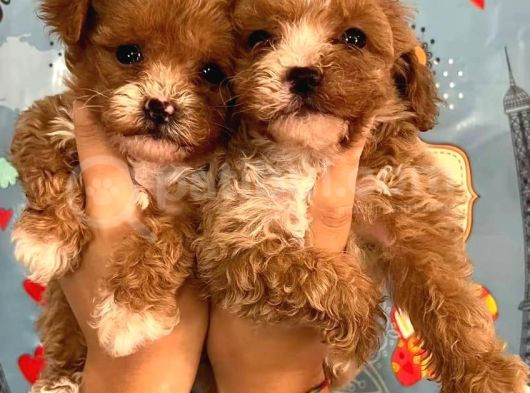Poodle Kalitesinde Maltipoo Yavrular Her Yere Gönderilir görsel