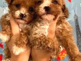 Poodle Kalitesinde Maltipoo Yavrular Her Yere Gönderilir